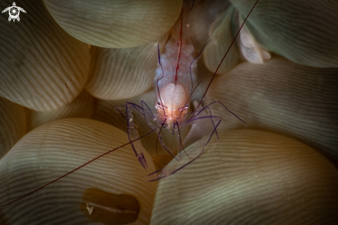 A Bubble coral shrimp