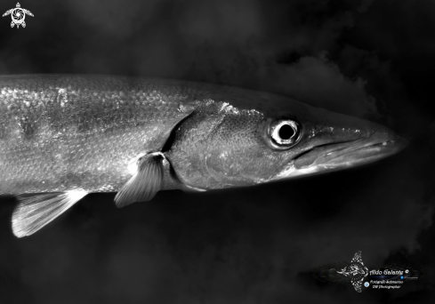 A Blackfin Barracuda