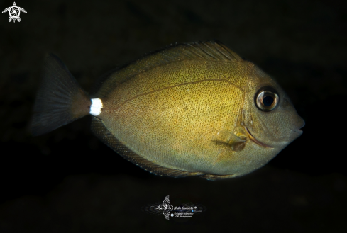 A Fish