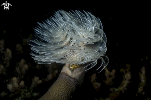 A Sabellastarte indica