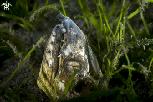 A Napoleon Snake Eel