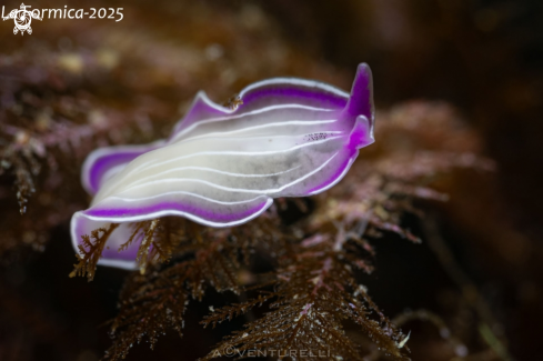 A Planaria rosa