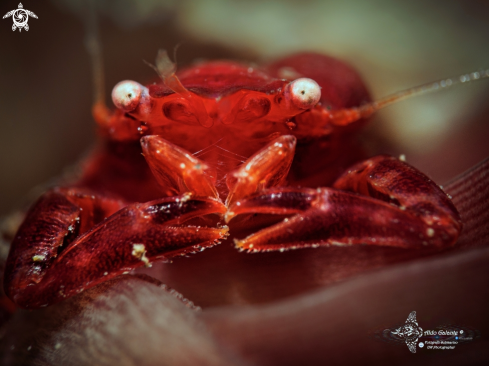 A Porelan Crab