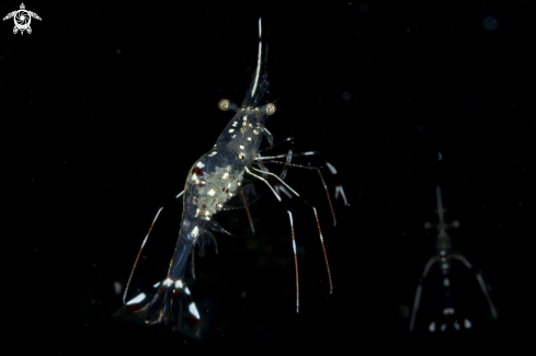 A Cleaner Shrimp