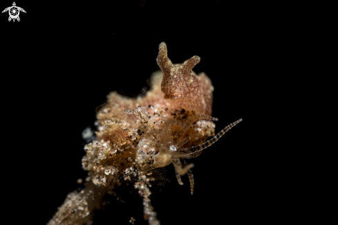 A Lomanotus sp.