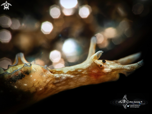 A Sea Hare