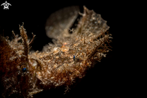 A Nudiantennarius subteres