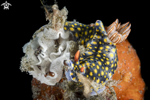 A Hypselodoris roo