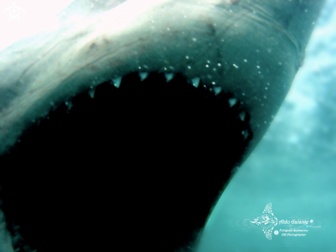 A White Shark
