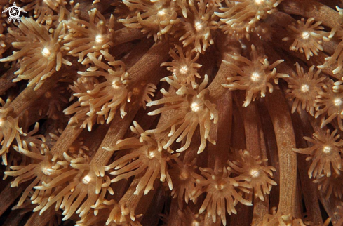 A soft corals