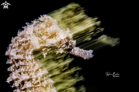 A seahorse