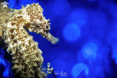 A seahorse