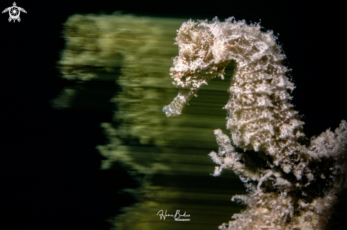 A seahorse