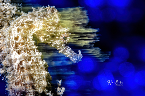 A seahorse