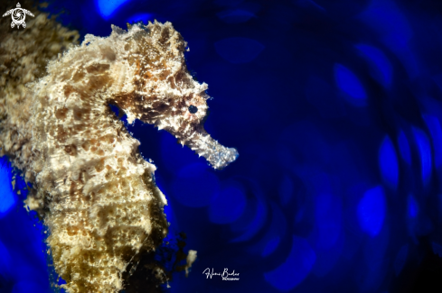 A seahorse