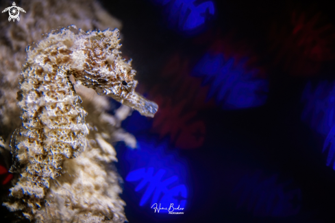 A seahorse