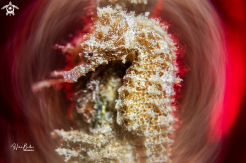 A seahorse