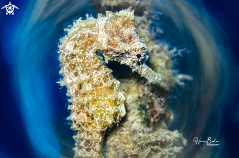 A seahorse