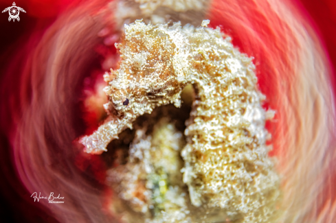 A seahorse
