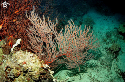 A soft corals