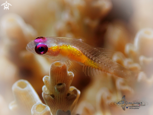 A Pink Eye Goby