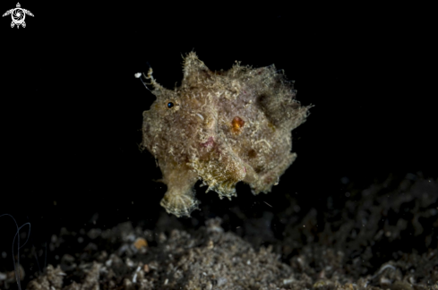 A Spotfin Frogfish