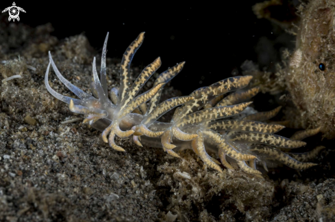 A Phyllodesmium poindimiei