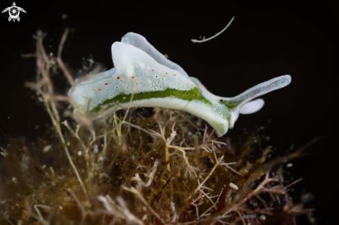 A Elysia timida nudibranch