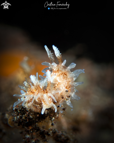 A Nudibranch