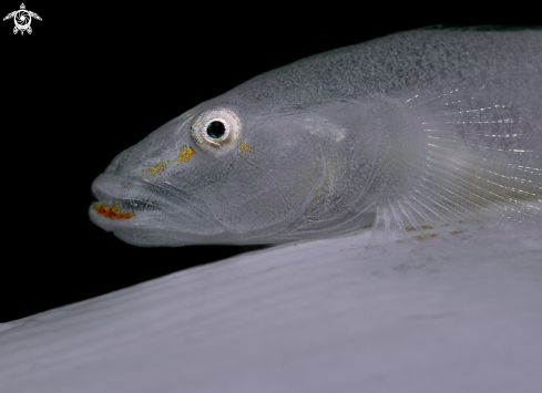 A White Goby
