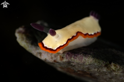 A Goniobranchus nudibranch