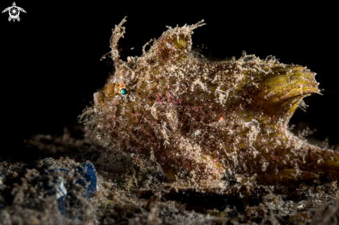 A Nudiantennarius subteres