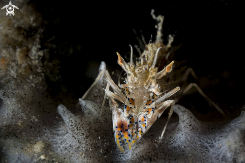 A Tiger Shrimp