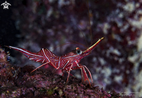 A Camel shrimp