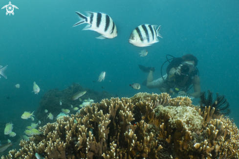 A sergeon fish