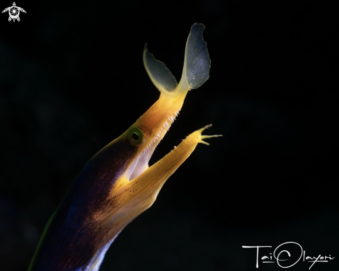 A Yellow ribbon eel