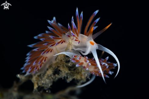 A Cratena nudibranch