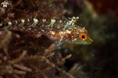 A Peperoncino fish