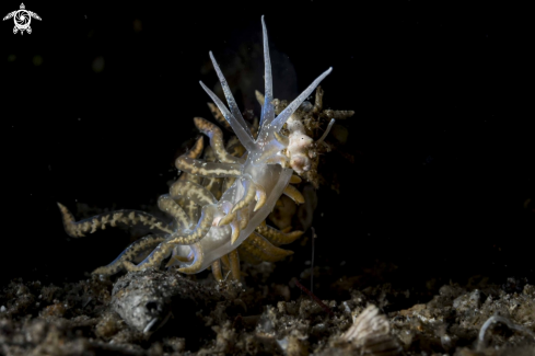 A Phyllodesmium poindimiei