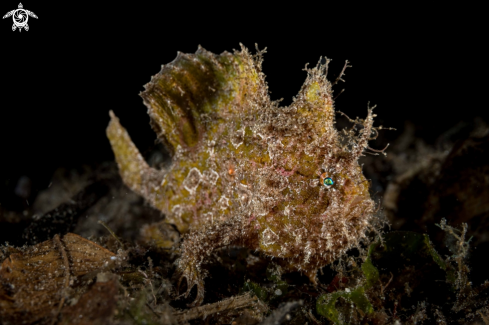 A Nudiantennarius subteres