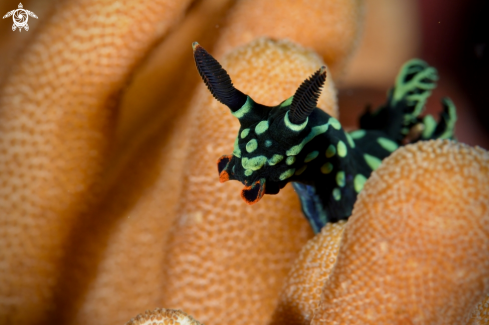 A Nembrotha nudibranch