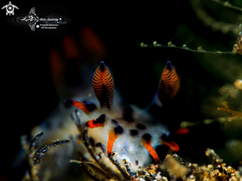 A Nudibranch