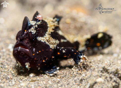 A Warty Frogfish Juvenile (20 mm/ 0.78 inch approx.) 