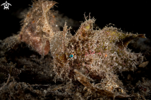 A Lembeh Frogfish