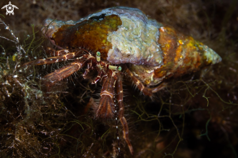 A Mediterranean hermit crab