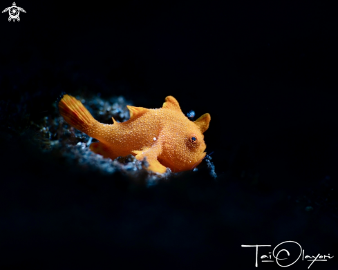 A Frogfish