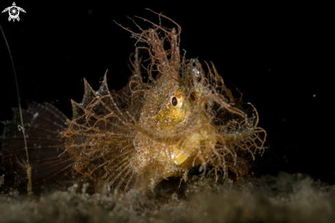 A Ambon Scorpionfish