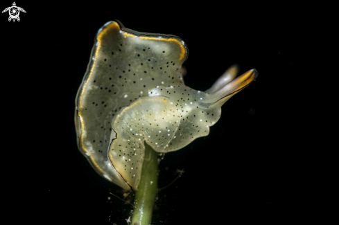 A Elysia marginata