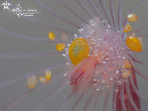 A Orange Ladybug Amphipod (2-5mm/0.078-0.196 inch) 