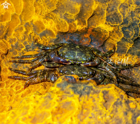 A Crabe marbré